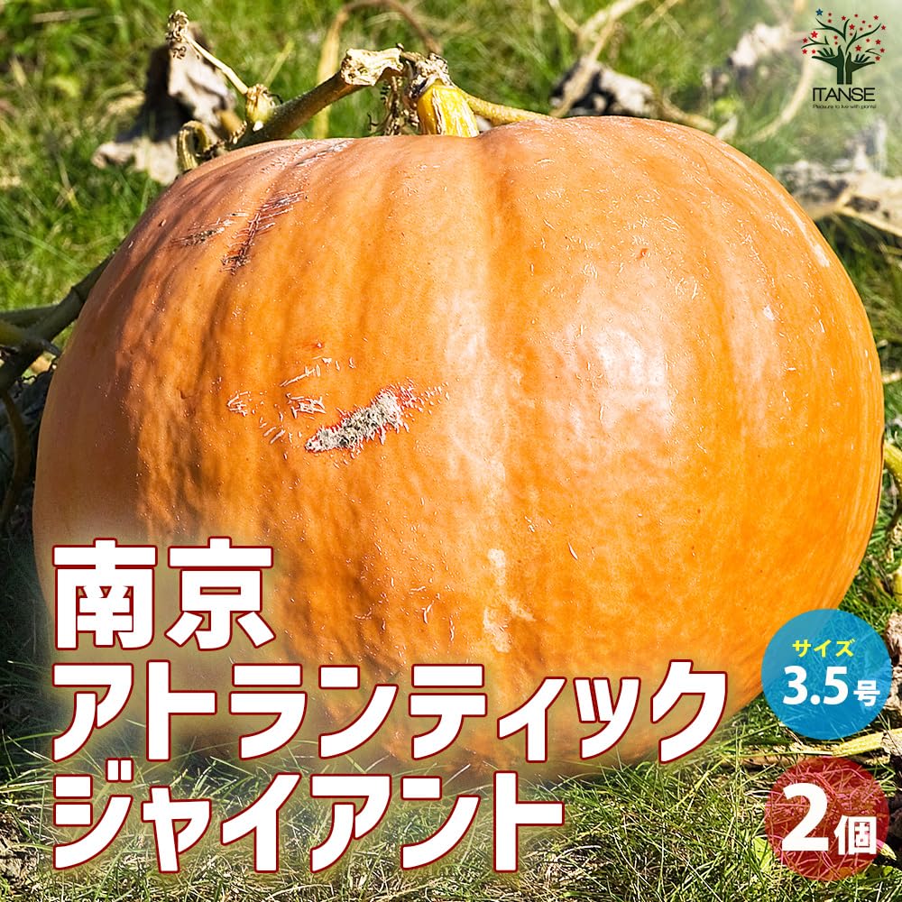 Amazon.co.jp: ITANSE カボチャ苗 アトランティックジャイアント